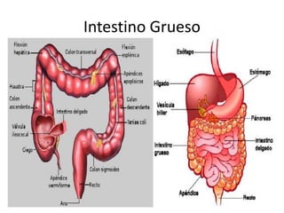 Intestino Grueso
 