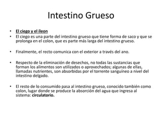 Intestino Grueso
• El ciego y el íleon
• El ciego es una parte del intestino grueso que tiene forma de saco y que se
prolonga en el colon, que es parte más larga del intestino grueso.
• Finalmente, el recto comunica con el exterior a través del ano.
• Respecto de la eliminación de desechos, no todas las sustancias que
forman los alimentos son utilizados o aprovechados; algunas de ellas,
llamadas nutrientes, son absorbidas por el torrente sanguíneo a nivel del
intestino delgado.
• El resto de lo consumido pasa al intestino grueso, conocido también como
colon, lugar donde se produce la absorción del agua que ingresa al
sistema: circulatorio.
 
