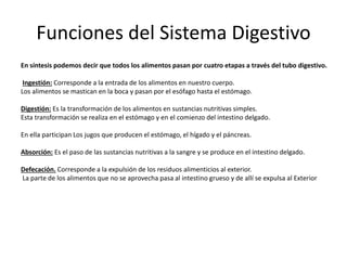 Funciones del Sistema Digestivo
En síntesis podemos decir que todos los alimentos pasan por cuatro etapas a través del tubo digestivo.
Ingestión: Corresponde a la entrada de los alimentos en nuestro cuerpo.
Los alimentos se mastican en la boca y pasan por el esófago hasta el estómago.
Digestión: Es la transformación de los alimentos en sustancias nutritivas simples.
Esta transformación se realiza en el estómago y en el comienzo del intestino delgado.
En ella participan Los jugos que producen el estómago, el hígado y el páncreas.
Absorción: Es el paso de las sustancias nutritivas a la sangre y se produce en el intestino delgado.
Defecación. Corresponde a la expulsión de los residuos alimenticios al exterior.
La parte de los alimentos que no se aprovecha pasa al intestino grueso y de allí se expulsa al Exterior
 