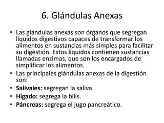6. Glándulas Anexas
• Las glándulas anexas son órganos que segregan
líquidos digestivos capaces de transformar los
alimentos en sustancias más simples para facilitar
su digestión. Estos líquidos contienen sustancias
llamadas enzimas, que son los encargados de
simplificar los alimentos.
• Las principales glándulas anexas de la digestión
son:
• Salivales: segregan la saliva.
• Hígado: segrega la bilis.
• Páncreas: segrega el jugo pancreático.
 