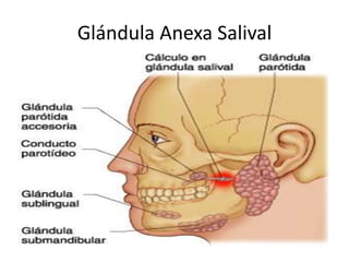 Glándula Anexa Salival
 