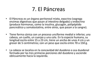 7. El Páncreas
• El Páncreas es un órgano peritoneal mixto, exocrino (segrega
enzimas digestivas que pasan al intestino delgado) y endocrino
(produce hormonas, como la insulina, glucagón, polipéptido
pancreático y somatostatina, entre otros, que pasan a la sangre).
• Tiene forma cónica con un proceso unciforme medial e inferior, una
cabeza, un cuello, un cuerpo y una cola. En la especie humana, su
longitud oscila entre 15 a 23 cm, tiene un ancho de unos 4 cm y un
grosor de 5 centímetros; con un peso que oscila entre 70 a 150 g.
• La cabeza se localiza en la concavidad del duodeno o asa duodenal
formada por las tres primeras porciones del duodeno y asciende
oblicuamente hacia la izquierda.
 