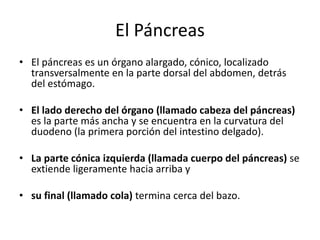 El Páncreas
• El páncreas es un órgano alargado, cónico, localizado
transversalmente en la parte dorsal del abdomen, detrás
del estómago.
• El lado derecho del órgano (llamado cabeza del páncreas)
es la parte más ancha y se encuentra en la curvatura del
duodeno (la primera porción del intestino delgado).
• La parte cónica izquierda (llamada cuerpo del páncreas) se
extiende ligeramente hacia arriba y
• su final (llamado cola) termina cerca del bazo.
 