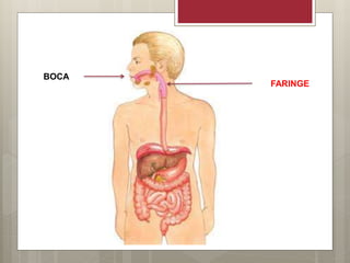 BOCA
FARINGE
 