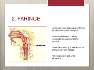 2. FARINGE
La faringe es un músculo en forma
de tubo que ayuda a respirar.
Está situado en el cuello y
recubierto de una membrana
mucosa.
Conecta la nariz y la boca con los
bronquios y el esófago.
Por ella pasa el aire y los
alimentos.
 