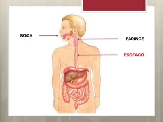 BOCA
FARINGE
ESÓFAGO
 