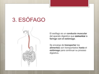 3. ESÓFAGO
El esófago es un conducto muscular
del aparato digestivo que comunica la
faringe con el estómago.
Se encarga de transportar los
alimentos son transportados hasta el
estómago para continuar su proceso
digestivo.
 