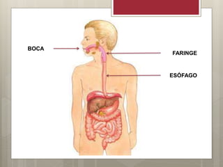BOCA
FARINGE
ESÓFAGO
 