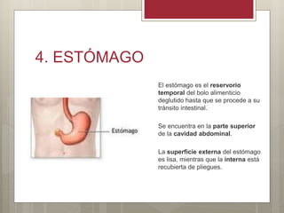 4. ESTÓMAGO
El estómago es el reservorio
temporal del bolo alimenticio
deglutido hasta que se procede a su
tránsito intestinal.
Se encuentra en la parte superior
de la cavidad abdominal.
La superficie externa del estómago
es lisa, mientras que la interna está
recubierta de pliegues.
 