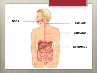 BOCA
FARINGE
ESÓFAGO
ESTÓMAGO
 