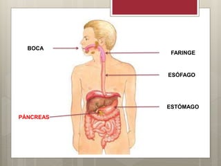 BOCA
FARINGE
ESÓFAGO
ESTÓMAGO
PÁNCREAS
 