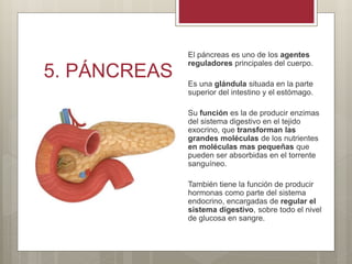 5. PÁNCREAS
El páncreas es uno de los agentes
reguladores principales del cuerpo.
Es una glándula situada en la parte
superior del intestino y el estómago.
Su función es la de producir enzimas
del sistema digestivo en el tejido
exocrino, que transforman las
grandes moléculas de los nutrientes
en moléculas mas pequeñas que
pueden ser absorbidas en el torrente
sanguíneo.
También tiene la función de producir
hormonas como parte del sistema
endocrino, encargadas de regular el
sistema digestivo, sobre todo el nivel
de glucosa en sangre.
 