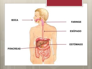 BOCA
FARINGE
ESÓFAGO
ESTÓMAGO
PÁNCREAS
 