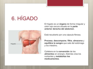 6. HÍGADO
El hígado es un órgano de forma irregular y
color rojo oscuro situado en la parte
anterior derecha del abdomen.
Está recubierto por una cápsula fibrosa.
Procesa, descompone, filtra, almacena y
equilibra la sangre que sale del estómago
y los intestino.
Colabora en la conversión de los
alimentos en energía. Además crea los
nutrientes y metaboliza los
medicamentos.
 