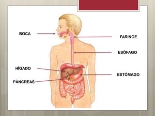 BOCA
FARINGE
ESÓFAGO
ESTÓMAGO
PÁNCREAS
HÍGADO
 