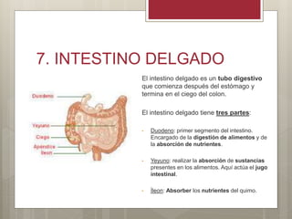 7. INTESTINO DELGADO
El intestino delgado es un tubo digestivo
que comienza después del estómago y
termina en el ciego del colon.
El intestino delgado tiene tres partes:
• Duodeno: primer segmento del intestino.
Encargado de la digestión de alimentos y de
la absorción de nutrientes.
• Yeyuno: realizar la absorción de sustancias
presentes en los alimentos. Aquí actúa el jugo
intestinal.
• Íleon: Absorber los nutrientes del quimo.
 