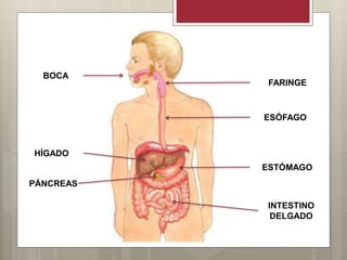 BOCA
FARINGE
ESÓFAGO
ESTÓMAGO
PÁNCREAS
HÍGADO
INTESTINO
DELGADO
 