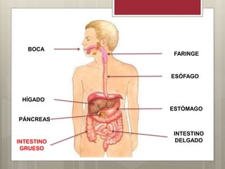 BOCA
FARINGE
ESÓFAGO
ESTÓMAGO
PÁNCREAS
HÍGADO
INTESTINO
DELGADOINTESTINO
GRUESO
 