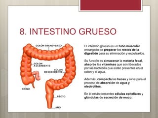 8. INTESTINO GRUESO
El intestino grueso es un tubo muscular
encargado de preparar los restos de la
digestión para su eliminación y expulsarlos.
Su función es almacenar la materia fecal,
absorbe las vitaminas que son liberadas
por las bacterias que están presentes en el
colon y el agua.
Además, compacta las heces y sirve para el
proceso de absorción de agua y
electrolitos.
En él están presentes células epiteliales y
glándulas de secreción de moco.
 
