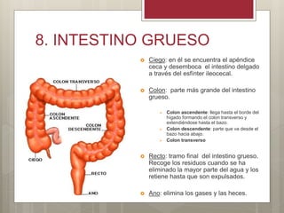 8. INTESTINO GRUESO
 Ciego: en él se encuentra el apéndice
ceca y desemboca el intestino delgado
a través del esfínter ileocecal.
 Colon: parte más grande del intestino
grueso.
 Colon ascendente: llega hasta el borde del
hígado formando el colon transverso y
extendiéndose hasta el bazo.
 Colon descendente: parte que va desde el
bazo hacia abajo.
 Colon transverso
 Recto: tramo final del intestino grueso.
Recoge los residuos cuando se ha
eliminado la mayor parte del agua y los
retiene hasta que son expulsados.
 Ano: elimina los gases y las heces.
 