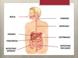 BOCA
FARINGE
ESÓFAGO
ESTÓMAGO
PÁNCREAS
HÍGADO
INTESTINO
DELGADOINTESTINO
GRUESO
 
