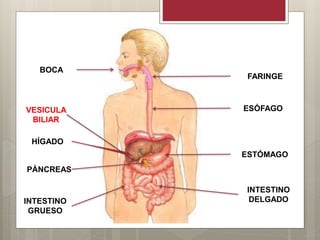 BOCA
FARINGE
ESÓFAGO
ESTÓMAGO
PÁNCREAS
HÍGADO
INTESTINO
DELGADOINTESTINO
GRUESO
VESICULA
BILIAR
 