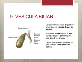 9. VESICULA BILIAR
La vesícula biliar es un órgano con
forma de pera situado debajo del
hígado.
Su función es almacenar la bilis,
líquido producido por el hígado
para digerir las grasas.
La bilis es liberada a través de un
tubo llamado conducto biliar
común.
 