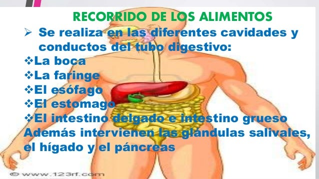 El aparato digestivo tics