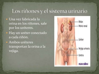  Una vez fabricada la

orina en los riñones, sale
por los uréteres.
 Hay un uréter conectado
a cada riñón.
 Ambos uréteres
transportan la orina a la
vejiga.

 