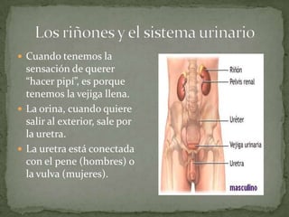  Cuando tenemos la

sensación de querer
“hacer pipí”, es porque
tenemos la vejiga llena.
 La orina, cuando quiere
salir al exterior, sale por
la uretra.
 La uretra está conectada
con el pene (hombres) o
la vulva (mujeres).

 