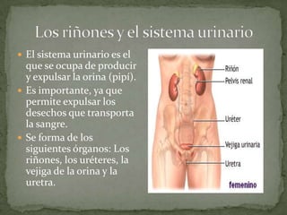  El sistema urinario es el

que se ocupa de producir
y expulsar la orina (pipí).
 Es importante, ya que
permite expulsar los
desechos que transporta
la sangre.
 Se forma de los
siguientes órganos: Los
riñones, los uréteres, la
vejiga de la orina y la
uretra.

 