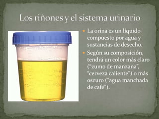  La orina es un líquido

compuesto por agua y
sustancias de desecho.
 Según su composición,
tendrá un color más claro
(“zumo de manzana”,
“cerveza caliente”) o más
oscuro (“agua manchada
de café”).

 