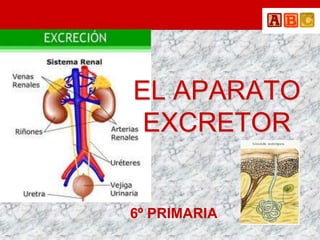 EL APARATO
 EXCRETOR


6º PRIMARIA
 