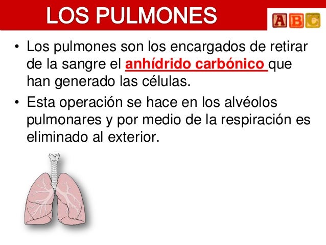 • Los pulmones son los encargados de retirar  de la sangre el anhídrido carbónico que  han generado las células.• Esta ope...