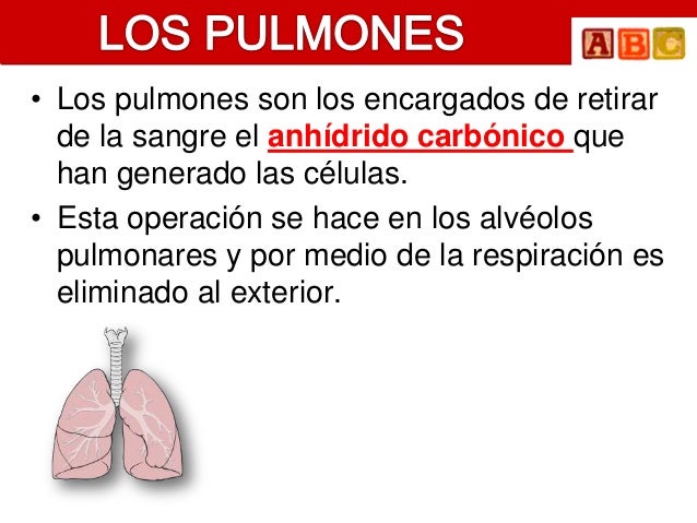 • Los pulmones son los encargados de retirar de la sangre el anhídrido carbónico que han generado las células.• Esta ope...