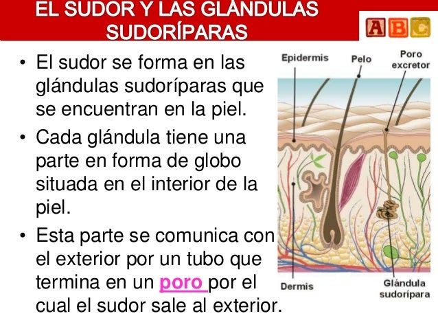 • El sudor se forma en las  glándulas sudoríparas que  se encuentran en la piel.• Cada glándula tiene una  parte en forma ...