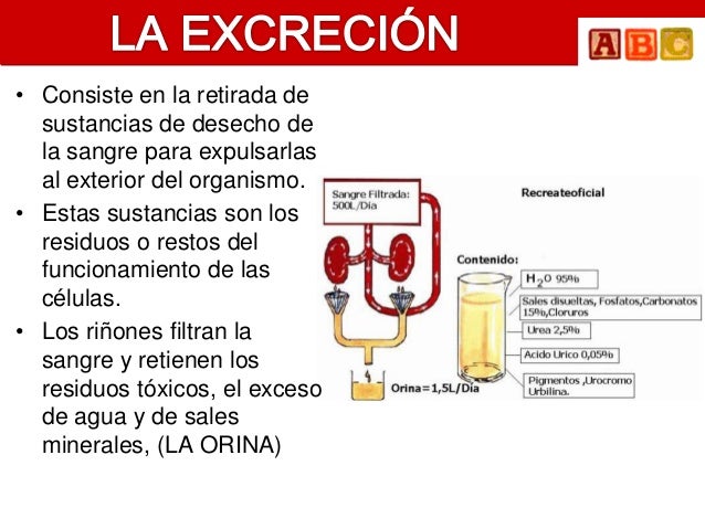 • Consiste en la retirada de  sustancias de desecho de  la sangre para expulsarlas  al exterior del organismo.• Estas sust...