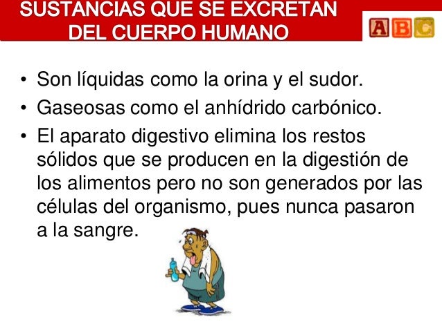 • Son líquidas como la orina y el sudor.• Gaseosas como el anhídrido carbónico.• El aparato digestivo elimina los restos ...