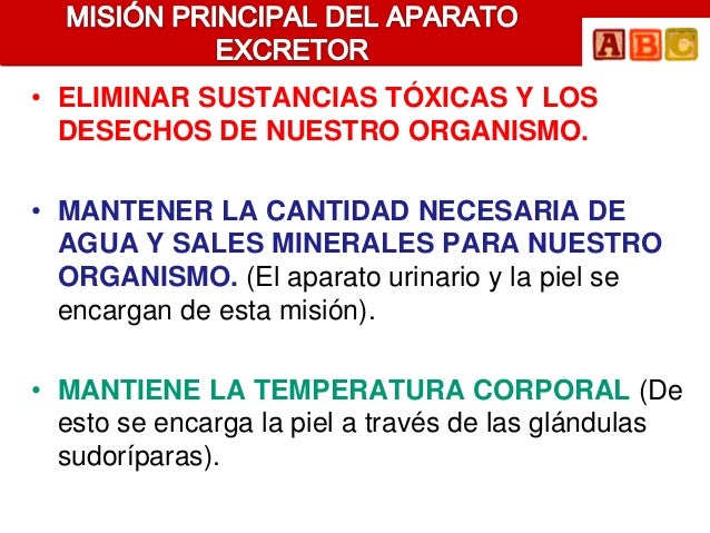 • ELIMINAR SUSTANCIAS TÓXICAS Y LOS DESECHOS DE NUESTRO ORGANISMO.• MANTENER LA CANTIDAD NECESARIA DE AGUA Y SALES MINER...