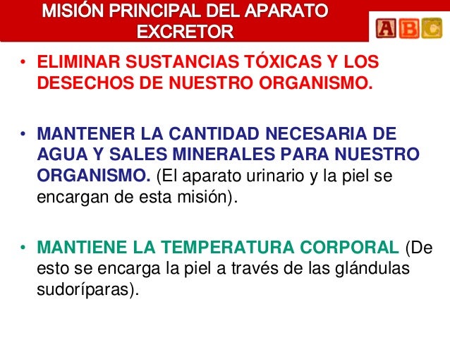 • ELIMINAR SUSTANCIAS TÓXICAS Y LOS  DESECHOS DE NUESTRO ORGANISMO.• MANTENER LA CANTIDAD NECESARIA DE  AGUA Y SALES MINER...