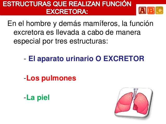 En el hombre y demás mamíferos, la función excretora es llevada a cabo de manera especial por tres estructuras: - El ap...
