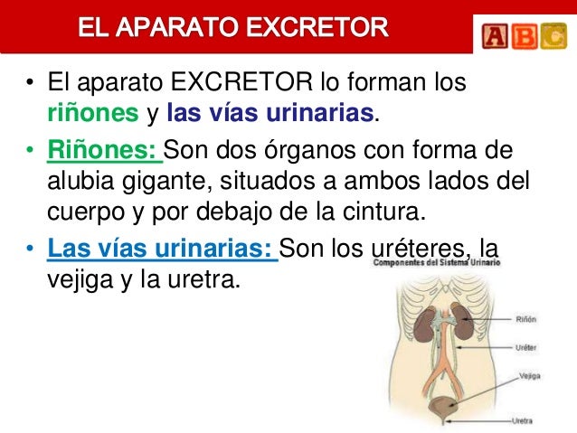 • El aparato EXCRETOR lo forman los  riñones y las vías urinarias.• Riñones: Son dos órganos con forma de  alubia gigante,...