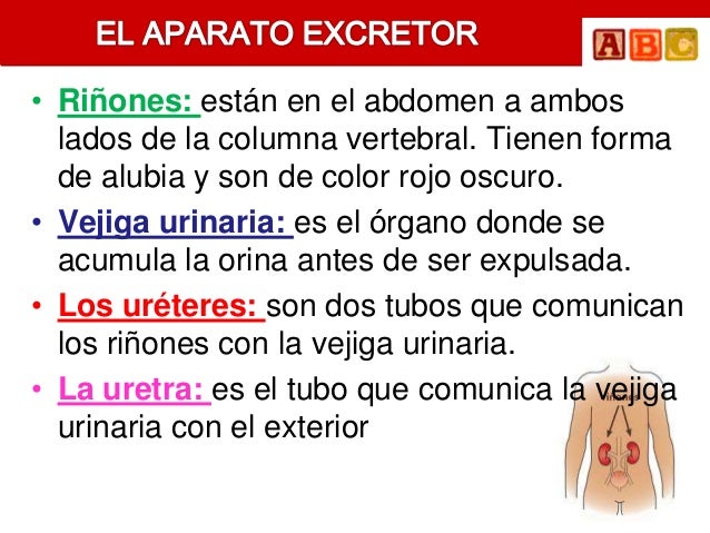 • Riñones: están en el abdomen a ambos  lados de la columna vertebral. Tienen forma  de alubia y son de color rojo oscuro....