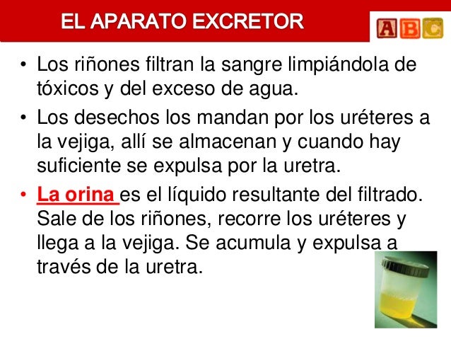 • Los riñones filtran la sangre limpiándola de  tóxicos y del exceso de agua.• Los desechos los mandan por los uréteres a ...