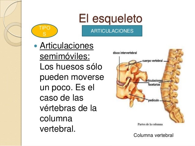El aparato locomotor