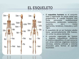 EL ESQUELETO
 El esqueleto humano es el conjunto
total y organizado de piezas óseas que
proporciona al cuerpo humano una
firme estructura multifuncional
(locomoción, protección, contención,
sustento, etc.). Como
ligamentos, tendones, músculos y cartí
lagos.
 El esqueleto de un ser humano adulto
tiene, aproximadamente 206 huesos,
sin contar las piezas dentarias.
 El conjunto organizado de huesos
u órganos esqueléticos conforma
el sistema esquelético, el cual concurre
con otros sistemas orgánicos (sistema
nervioso, sistema articular y sistema
muscular) para formar el aparato
locomotor.
 