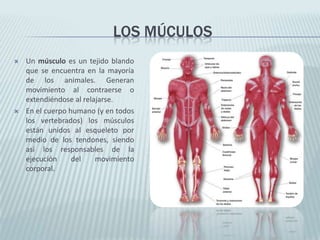 LOS MÚCULOS
 Un músculo es un tejido blando
que se encuentra en la mayoría
de los animales. Generan
movimiento al contraerse o
extendiéndose al relajarse.
 En el cuerpo humano (y en todos
los vertebrados) los músculos
están unidos al esqueleto por
medio de los tendones, siendo
así los responsables de la
ejecución del movimiento
corporal.
 