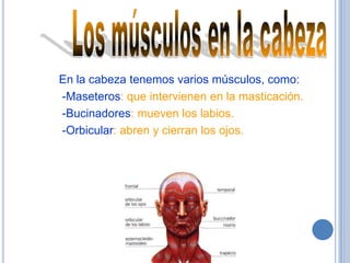 En la cabeza tenemos varios músculos, como:
-Maseteros: que intervienen en la masticación.
-Bucinadores: mueven los labios.
-Orbicular: abren y cierran los ojos.
 