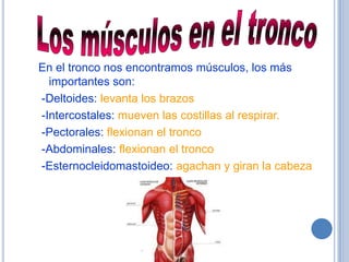 En el tronco nos encontramos músculos, los más
  importantes son:
-Deltoides: levanta los brazos
-Intercostales: mueven las costillas al respirar.
-Pectorales: flexionan el tronco
-Abdominales: flexionan el tronco
-Esternocleidomastoideo: agachan y giran la cabeza
 