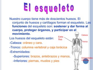 Nuestro cuerpo tiene más de doscientos huesos. El
  conjunto de huesos y cartílagos forman el esqueleto. Las
  funciones del esqueleto son: sostener y dar forma al
  cuerpo, proteger órganos, y participar en el
  movimiento.                                      Cabeza
                                     Extre.
Los huesos del esqueleto están: Sup.
                                                    Tronco
-Cabeza: cráneo y cara.
-Tronco: columna vertebral y caja torácica
-Extremidades:
   -Superiores: brazos, antebrazos y manos.        Extremidades
                                                   inferiores
   -Inferiores: piernas, muslos y pies
 